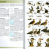 Field Guide to the Birds of Chile - Helm Field Guides - Innbundet