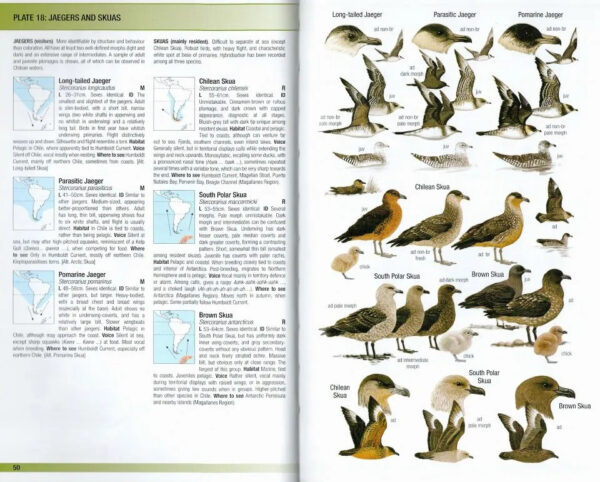 Field Guide to the Birds of Chile - Helm Field Guides - Innbundet