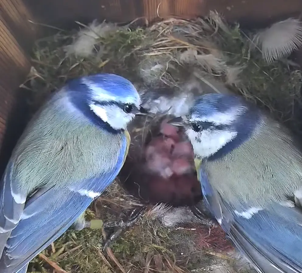 Fuglekassekamera, kit med kasser fra Natur og Fritid.