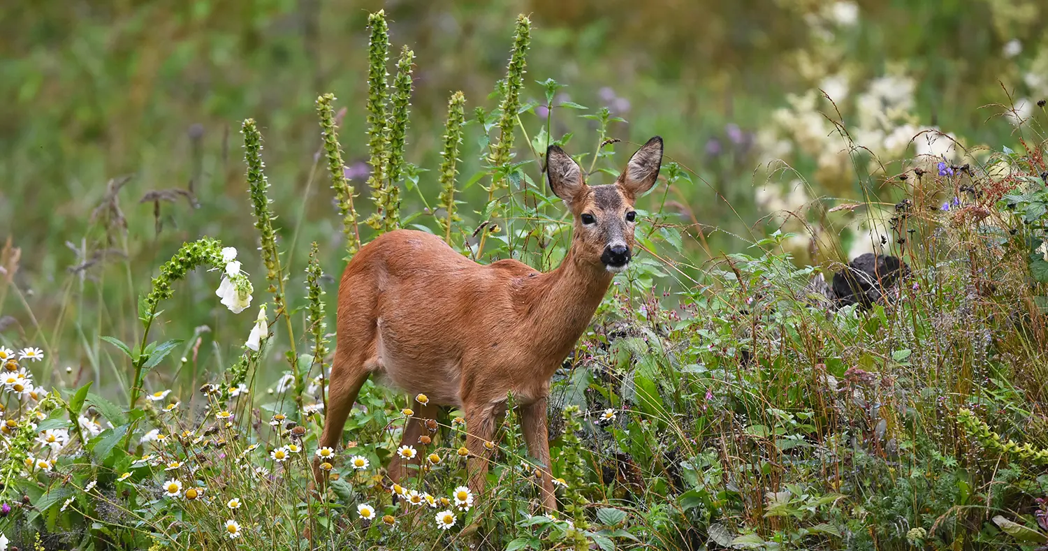 Kjøp viltkamera fra Natur og Fritid