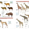 All the Mammals of the World