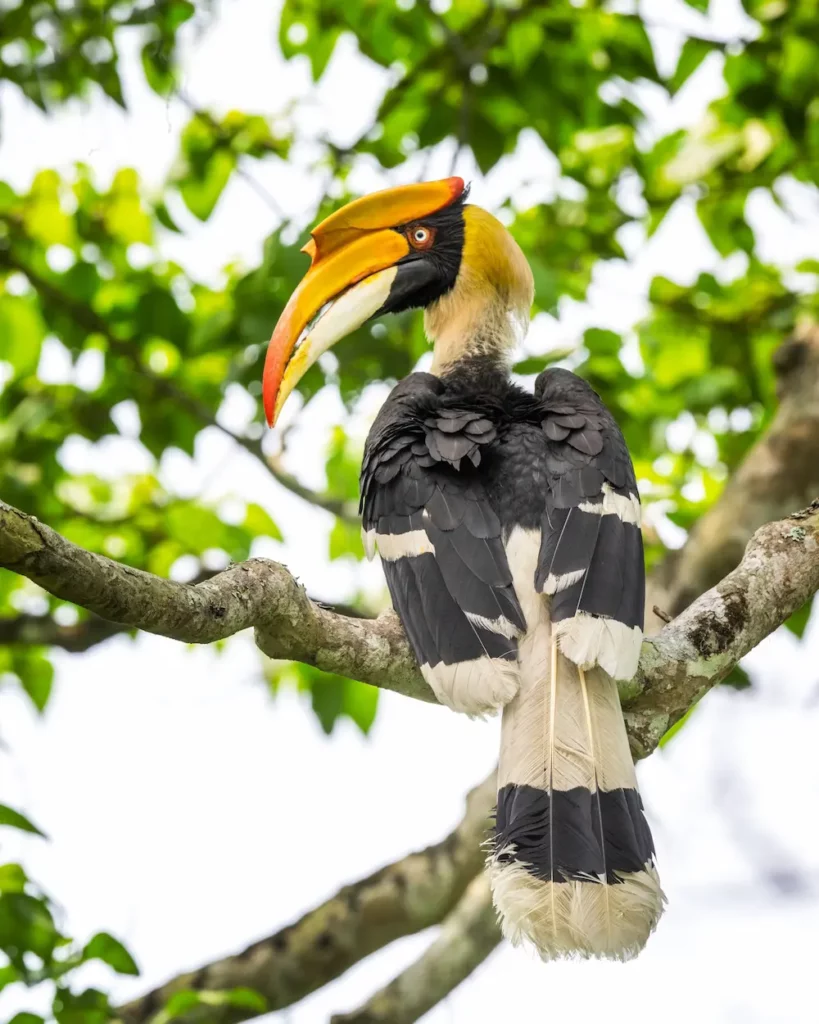 Storhornfuglene er både vakre og store. Foto Rajat Singh.