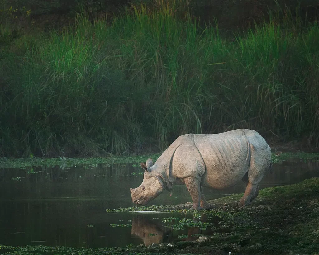 Indisk nesehorn fra Kaziranga. Foto Rajat Singh