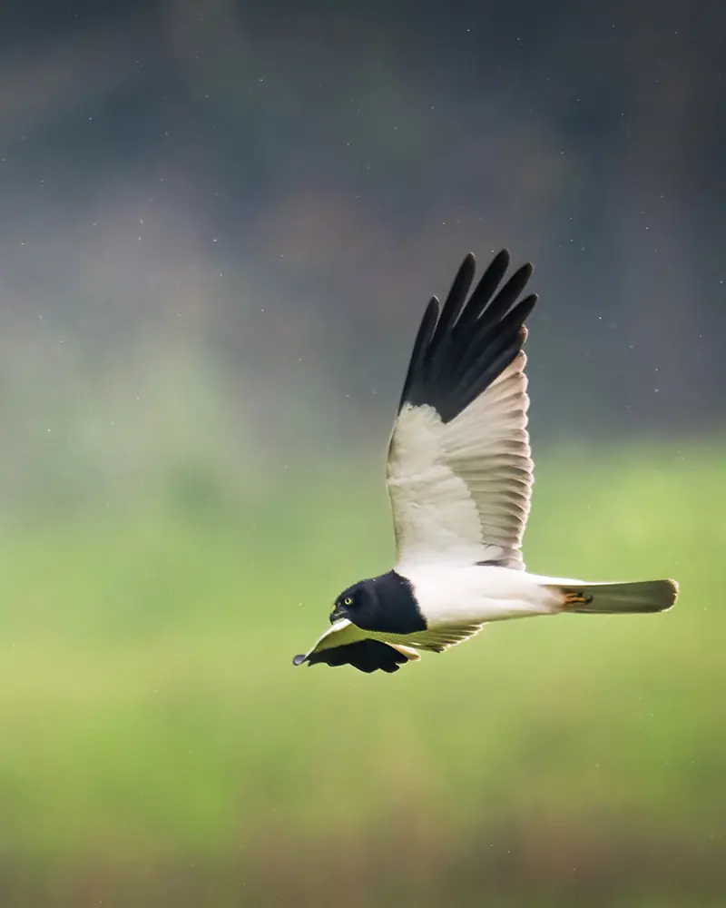 Praktkjerrhauk hann fra Nord-øst-India. Foto Rajat Singh