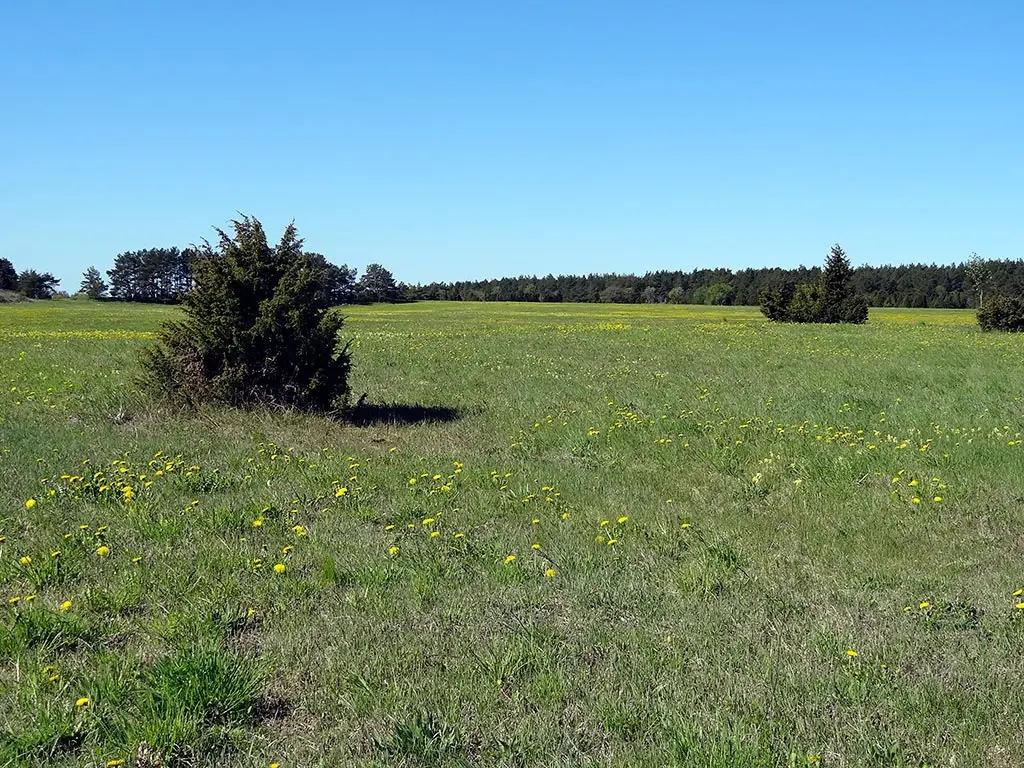 Fra Saaremaa. Foto: Håkan Billing