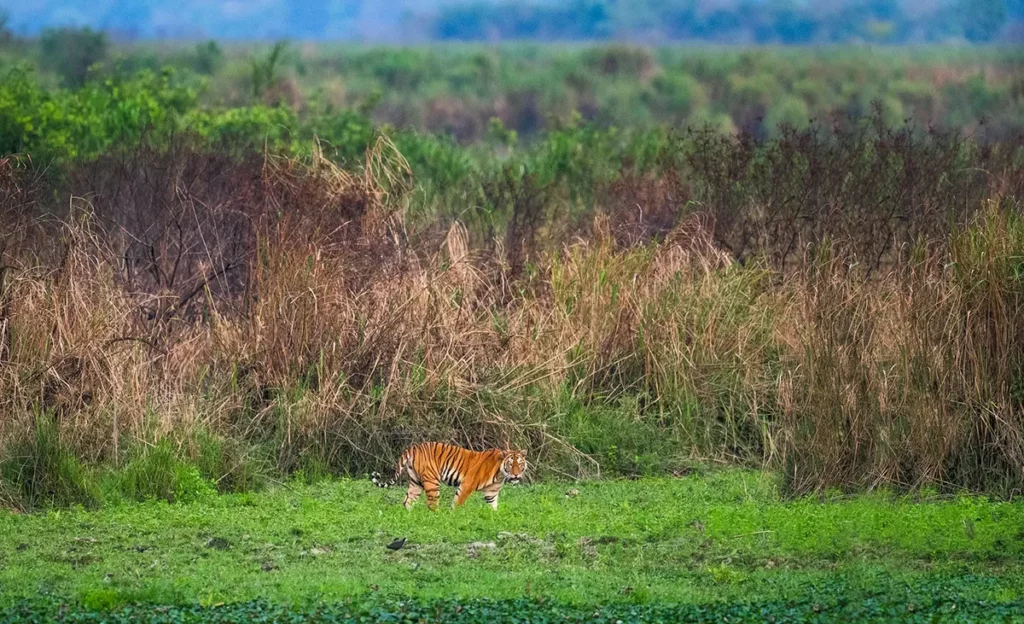 Tiger i Øst-India