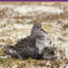 The Purple Sandpiper