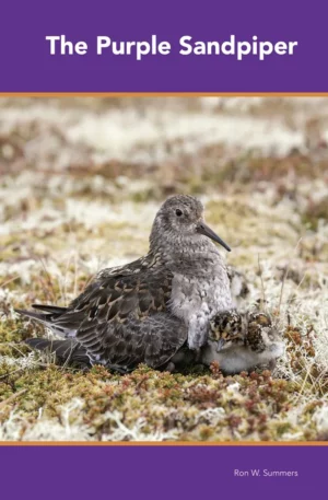 The Purple Sandpiper