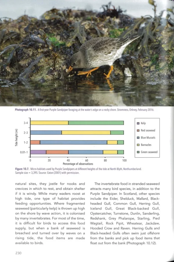 The Purple Sandpiper