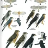 Birds of Senegal and The Gambia - 2. utgave
