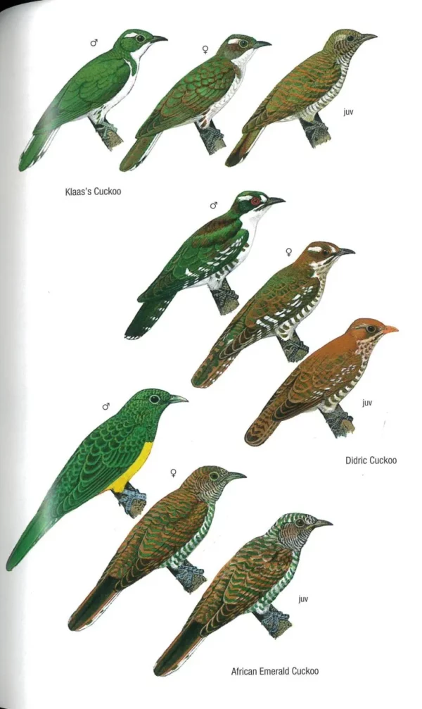 Birds of Senegal and The Gambia - 2. utgave