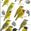 Birds of Senegal and The Gambia - 2. utgave