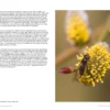 Hoverflies of Britain and North-west Europe