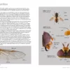 Hoverflies of Britain and North-west Europe