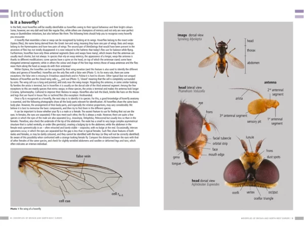 Hoverflies of Britain and North-west Europe