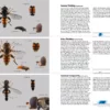 Hoverflies of Britain and North-west Europe