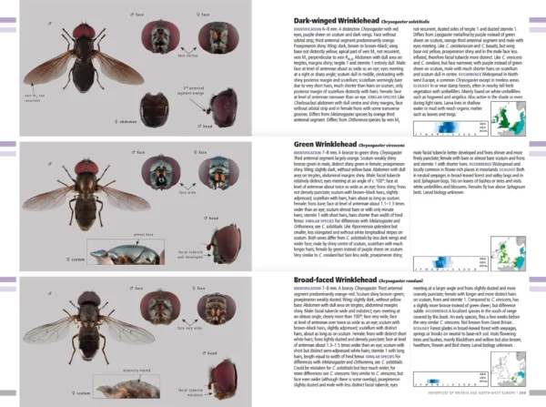 Hoverflies of Britain and North-west Europe