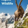 Field Guide to Alpine Wildlife