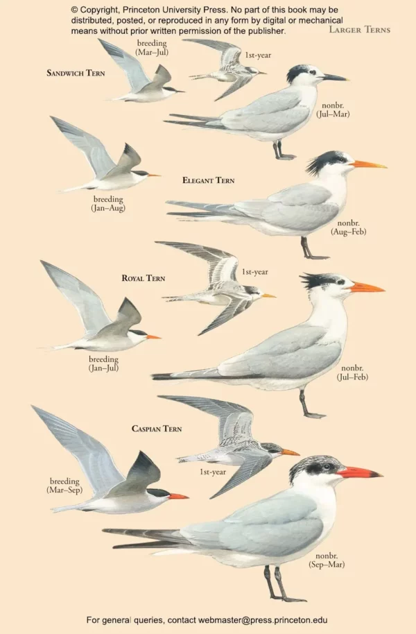 Birds of Costa Rica - Princeton Field Guides
