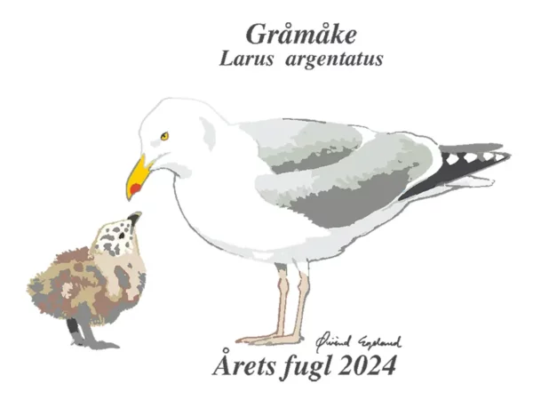 Gråmåke årets fugl 2024 hele motivet