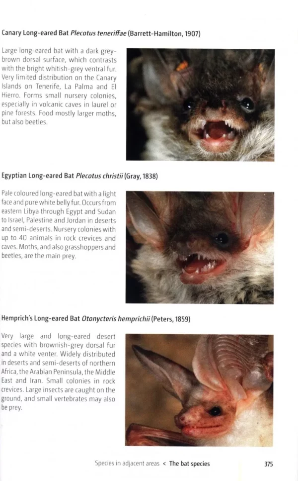 Bats of Britain and Europe