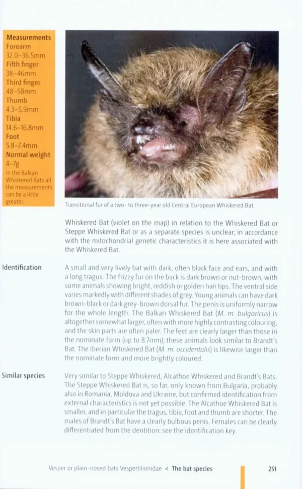 Bats of Britain and Europe