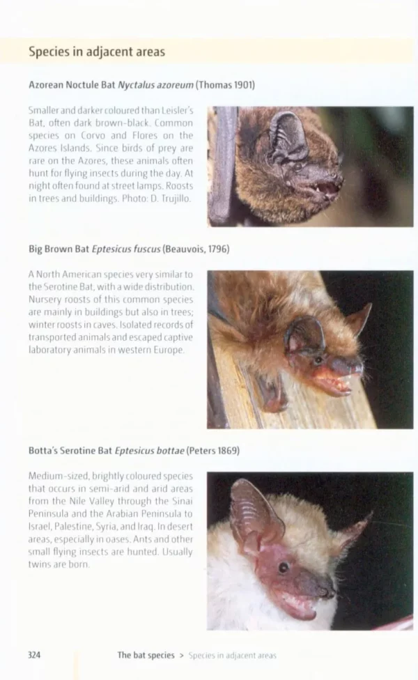 Bats of Britain and Europe