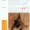 Bats of Britain and Europe