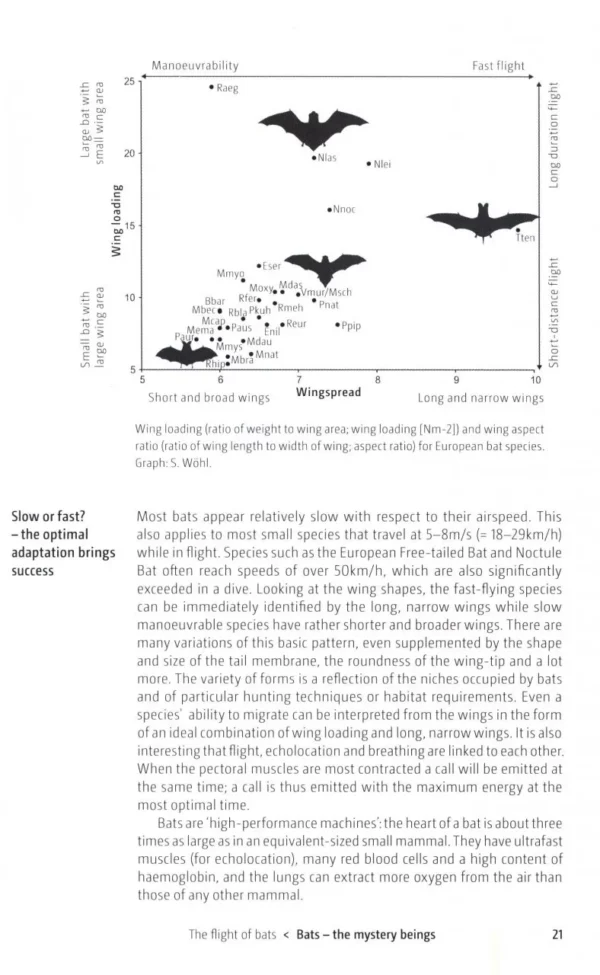 Bats of Britain and Europe