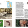 A Guide to the Pyralid and Crambid Moths of Britain and Ireland