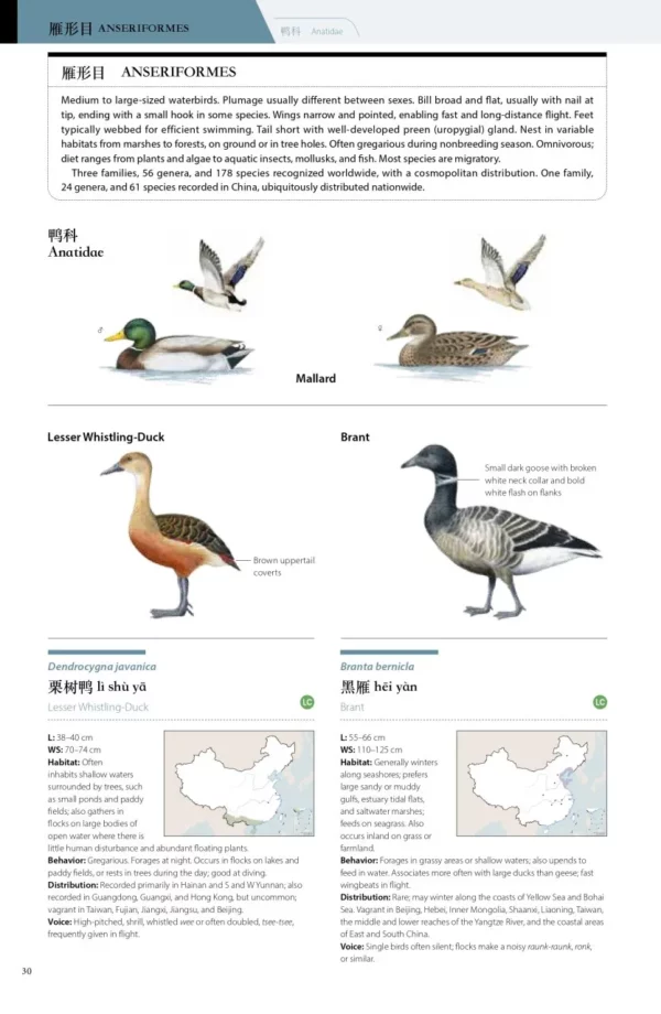 Birds of China