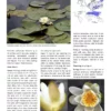 Aquatic Plants of Northern and Central Europe including Britain and Ireland