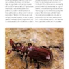 Beetles of the World: A Natural History