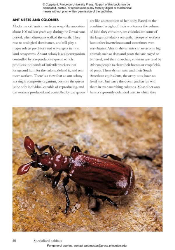 Beetles of the World: A Natural History