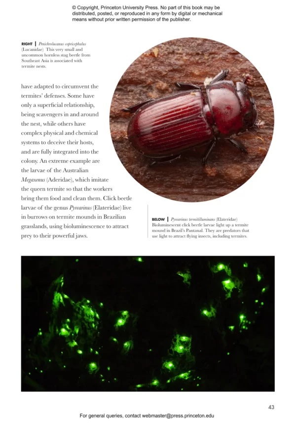 Beetles of the World: A Natural History