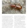 Beetles of the World: A Natural History