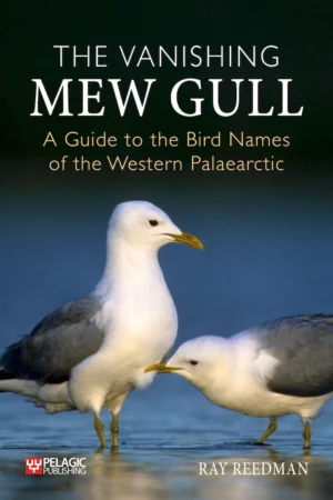 The Vanishing Mew Gull