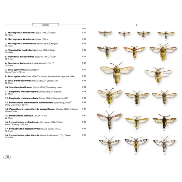 Moths of Europe Volume 8