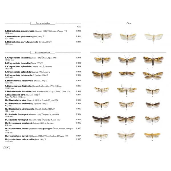 Moths of Europe Volume 8