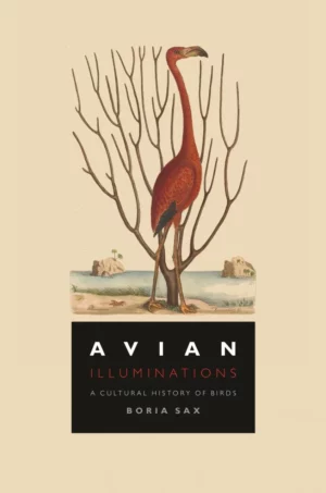 Avian Illuminations