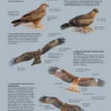 ID Handbook of European Birds