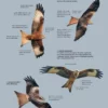 ID Handbook of European Birds