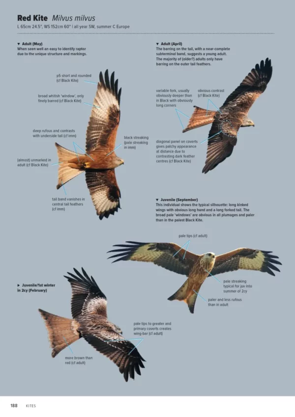 ID Handbook of European Birds