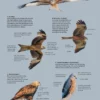 ID Handbook of European Birds