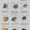 ID Handbook of European Birds