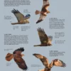 ID Handbook of European Birds