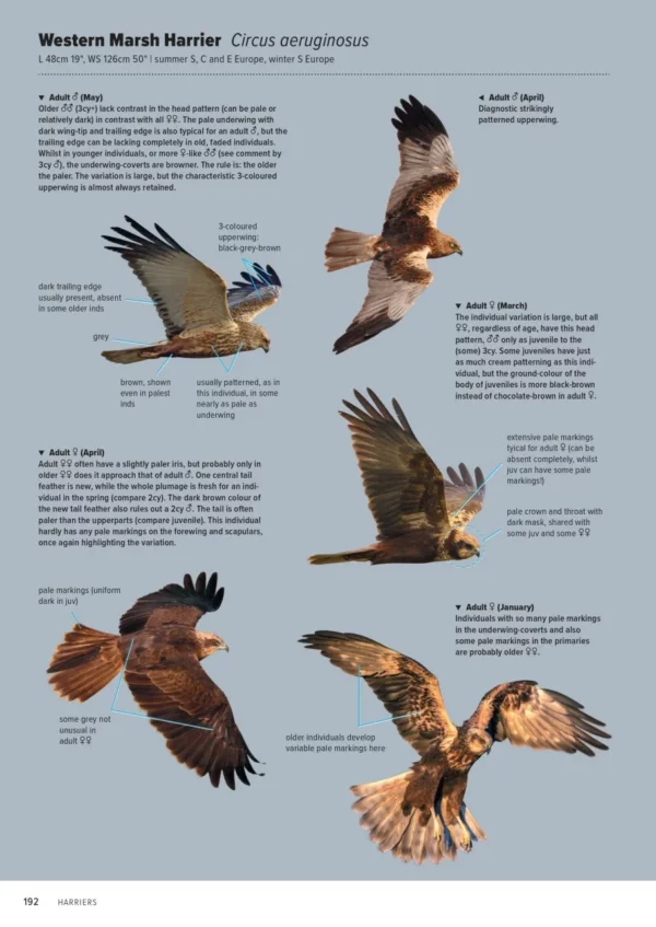 ID Handbook of European Birds