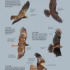 ID Handbook of European Birds