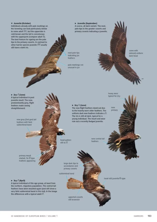 ID Handbook of European Birds
