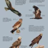 ID Handbook of European Birds